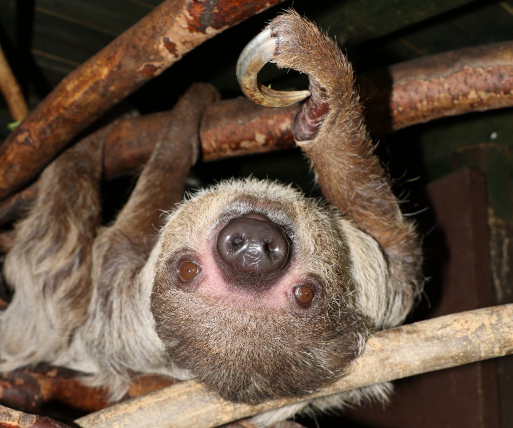 lenochod dvouprstý - Zoo Jihlava