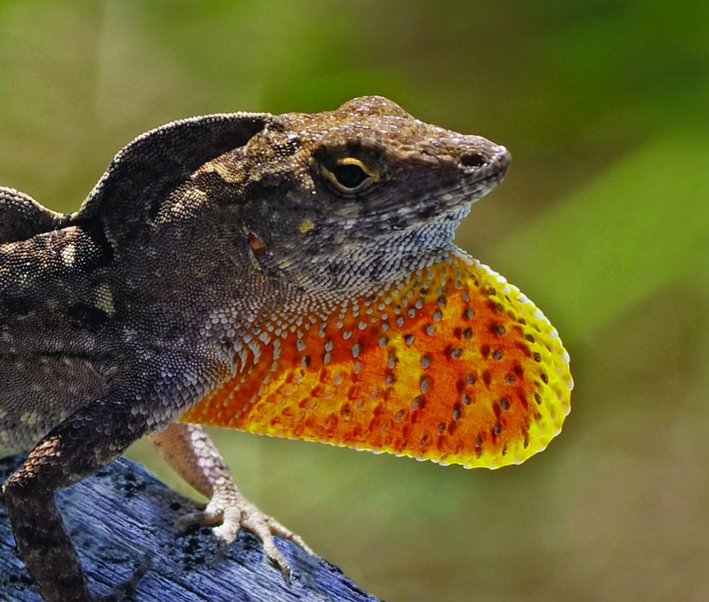 anolis šedý Zoo Jihlava