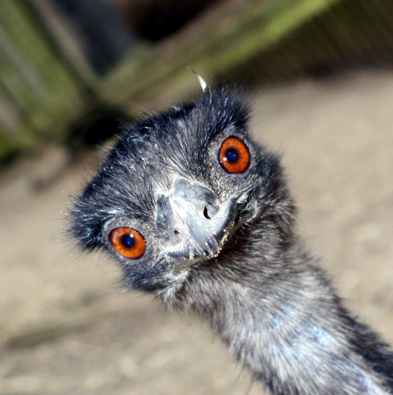 emu hnědý - Zoo Jihlava