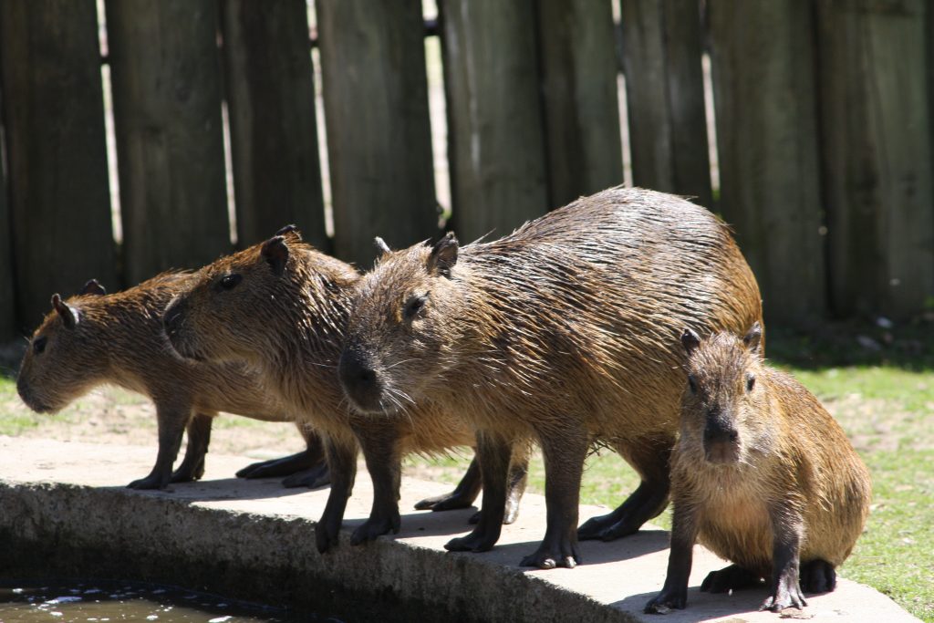 kapybara - Zoo Jihlava