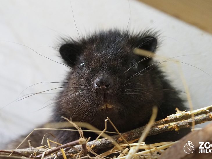 Zvířata Archív Strana 18 z 20 Zoo Jihlava