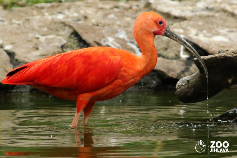 ibis-rud-zoo-jihlava