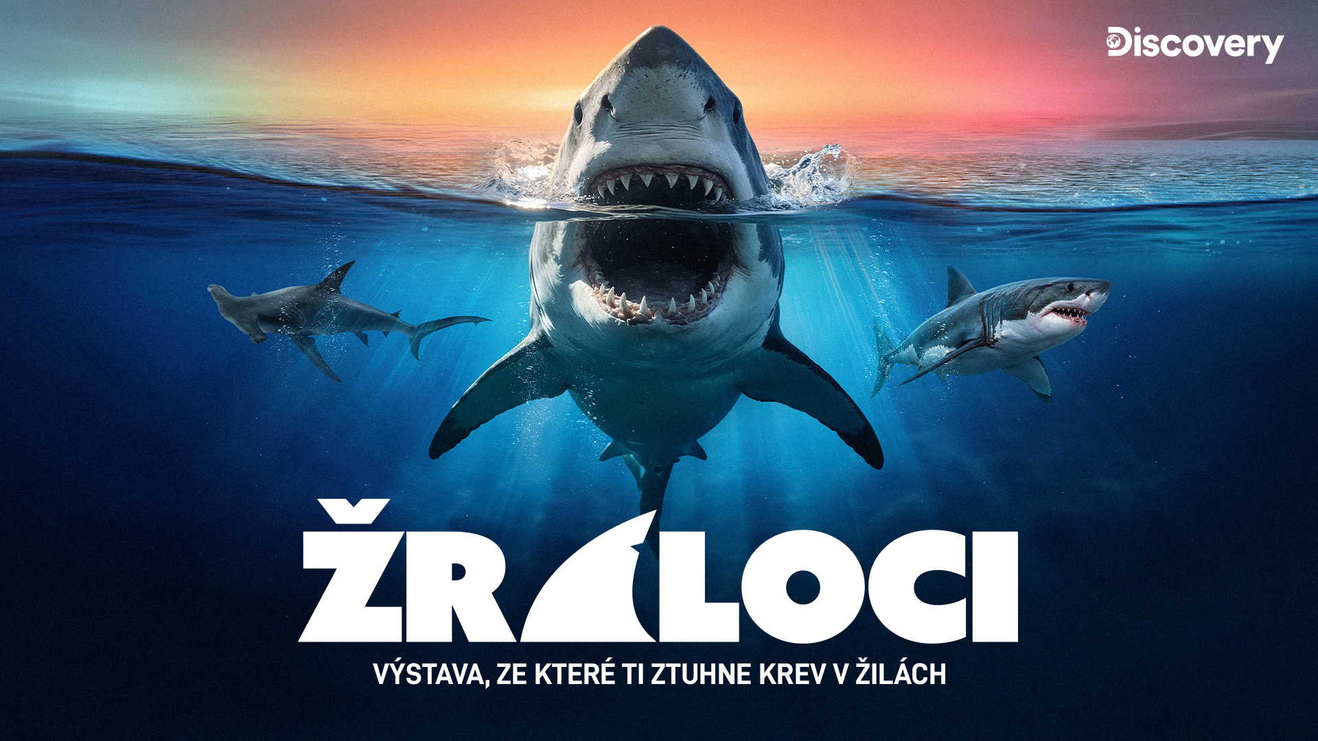 Výstava Žraloci